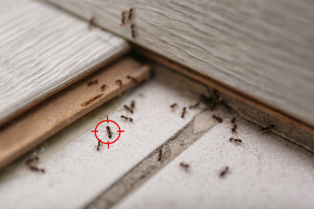 Best Termite Control Services  in Summer Set, MO