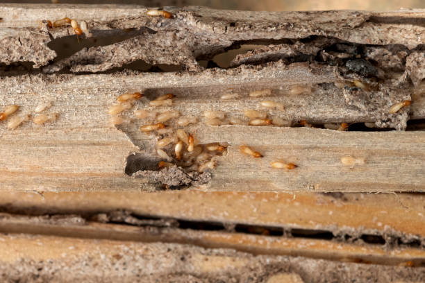 Spider Control Near Me in Summer Set, MO