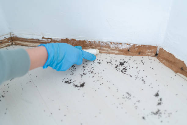 Best Pest Inspection Near Me  in Summer Set, MO